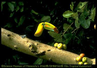 banana beak bird