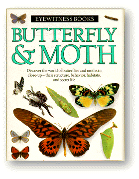 Butterfly & Moth (22k)