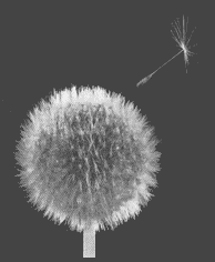 Dandelion seed floating away pt.3 (14k)