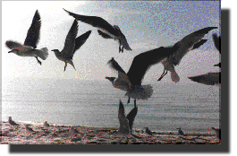 sea gulls in flight (22k)