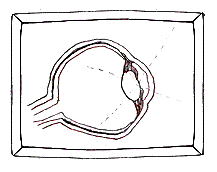 Eye cross section (9k)