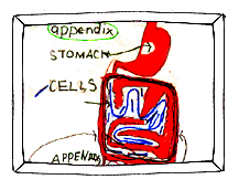 Appendix cross section (9k)