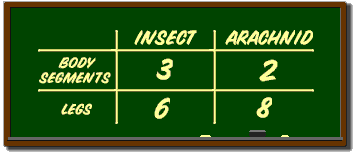 Chalkboard comparison of arachnid and insects (26k)