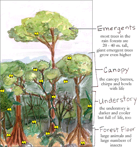 Kejar ptp: rainforest layers