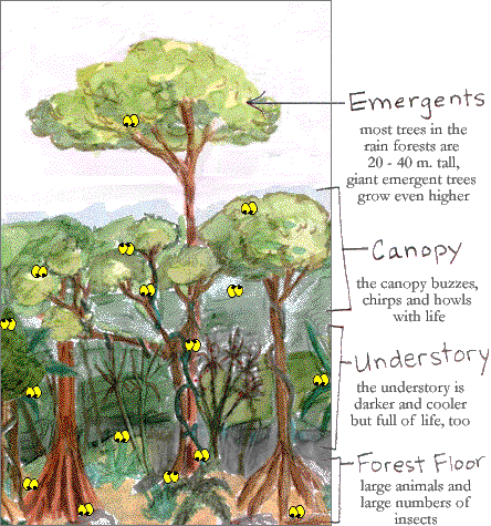 layers of a tropical rainforest