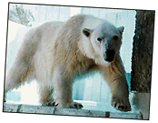 Polar Bear (14k)