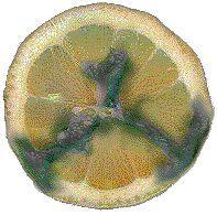 Lemon cross section with mold (17k)