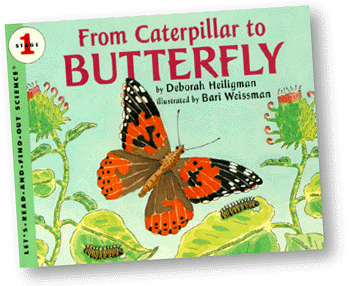 From Caterpillar to Butterfly (22k)