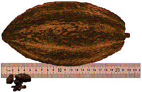 Cacao bean (26k)