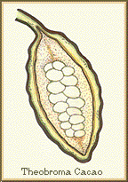 Cacao bean cross section (26k)