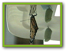 Newly emerged monarch (24k)