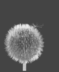 Dandelion seed floating away pt.1 (14k)