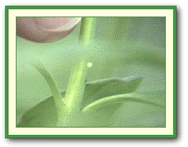 Close-up of egg on leaf (24k)