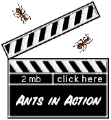 Ants in action - movie (17k)