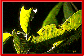 Leaf-cutter ants (43k)