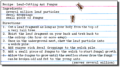 Fungus recipe card (17k)