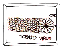 Tobacco Virus cross section (9k)