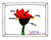 Flower cross section (9k)