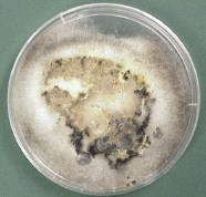 Mold grown on potato (8k)