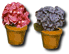 hydrangea plants (10k)