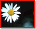 Small daisy (11k)