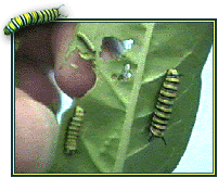 Larva (24k)