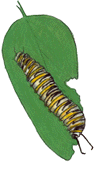 Larva (17k)