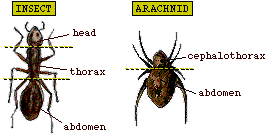 Insect/arachnid comparison drawing (26k)