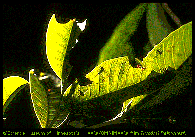 Leaf-Cutting Ants Image (66k)