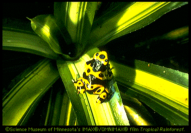 Poison Dart Frog Image (55k)