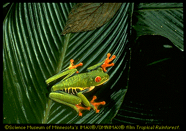 Gaudy Leaf Frog Image (77k)