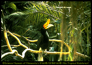 Hornbill Image (55k)