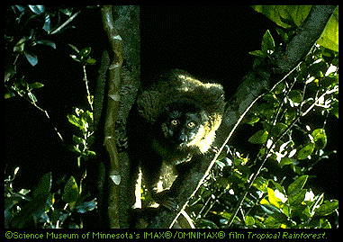 Lemur Image (77k)