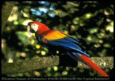 Scarlet Macaw Image (77k)