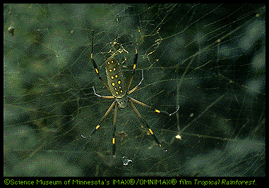 Golden Orb Spider Image (55k)