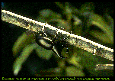 Rhinoceros Beetle Image (55k)