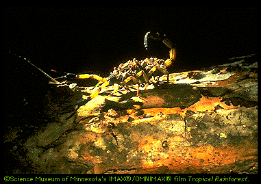 Scorpion Image (55k)