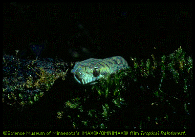 Snake Image (55k)