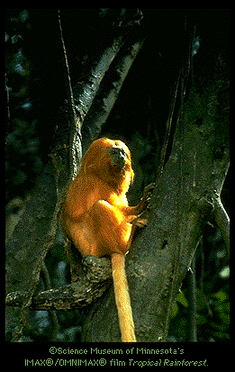Golden Lion Tamarin Image (66k)
