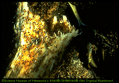 Termites Image (77k)