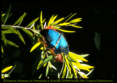 Ulysses Butterfly Image (66k)