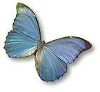 blue butterfly (17k)