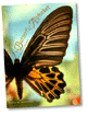 bookcover-butterfly alphabet (17k)