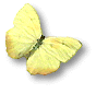 yellow butterfly (12k)