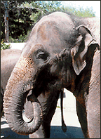 Elephant (14k)