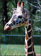 Giraffe (14k)
